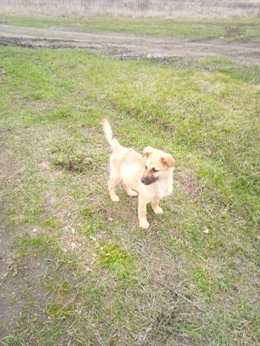 Хлопчики шукають родину