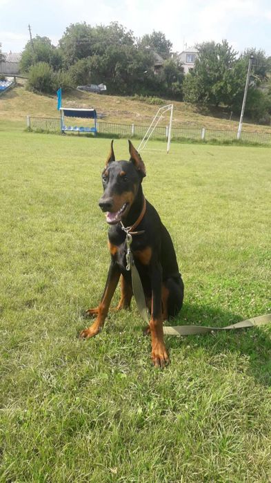 Доберман  вязка           .