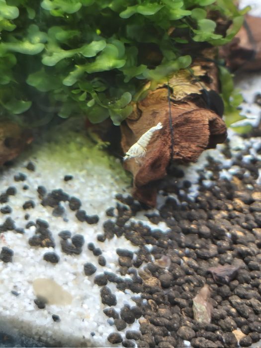 Camarões Caridina Crystal Red/black/white/tiger