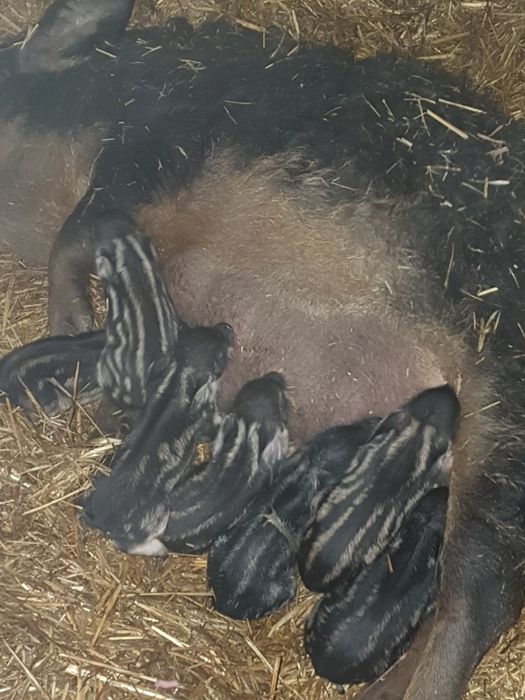 Kiełbasa z Mangalicy