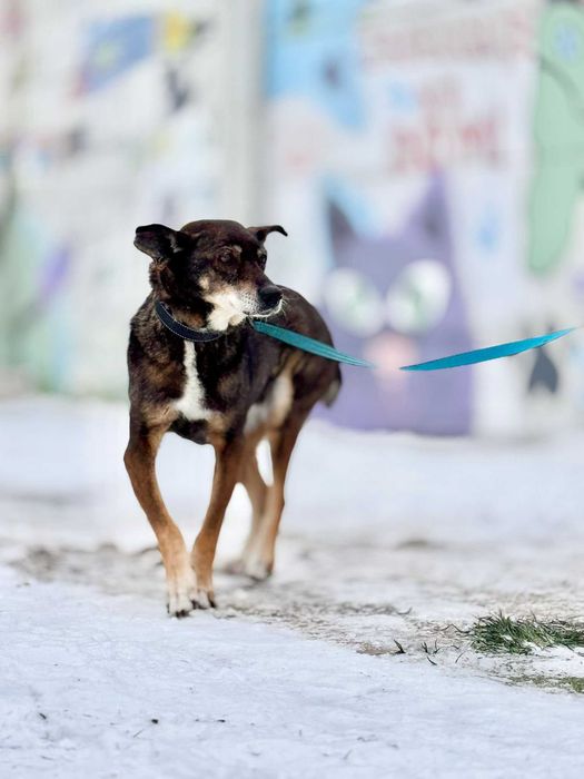 Mokka - czy będzie miała kiedykolwiek dom?
