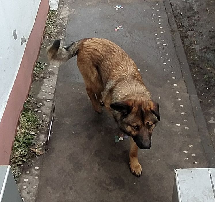 Віддам в відповідальні руки метис німця