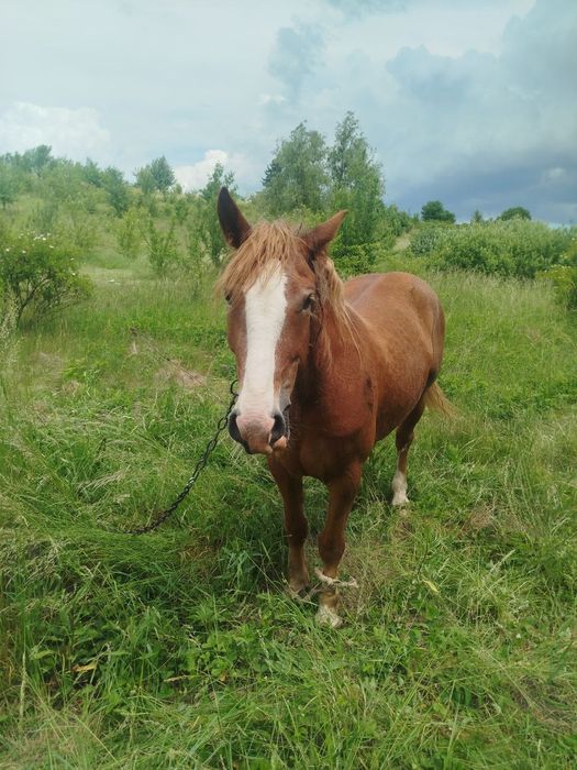 Продам дві кобилі і лоша