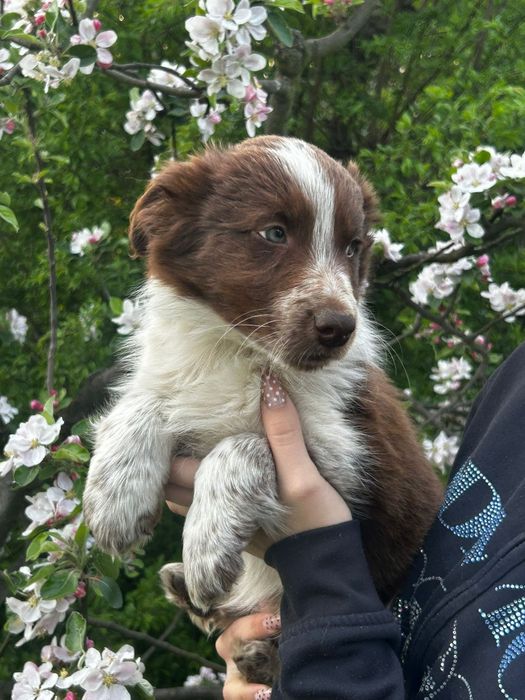 BORDER collie, border, border hill, Ramos, Brązowo biały, pies