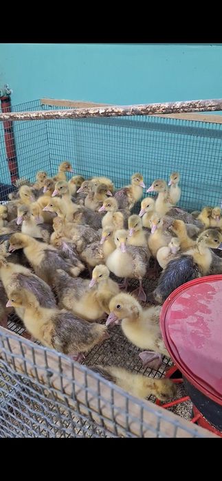 Gęsi młode kołudzkie