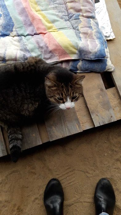 List do Św. Mikołaja – bezdomna kotka BRANDY / Olsztyn