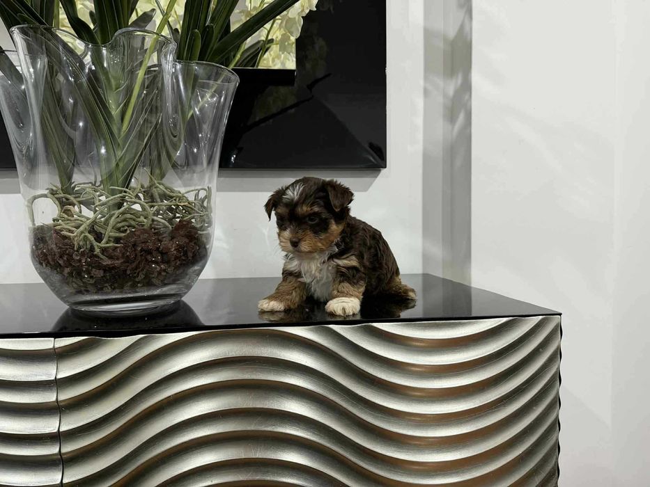 Yorkshire Terrier  Miniatura  CHOCOLATE AFOGUEADO