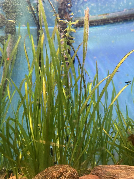 Sprzedam trawkę akwariową