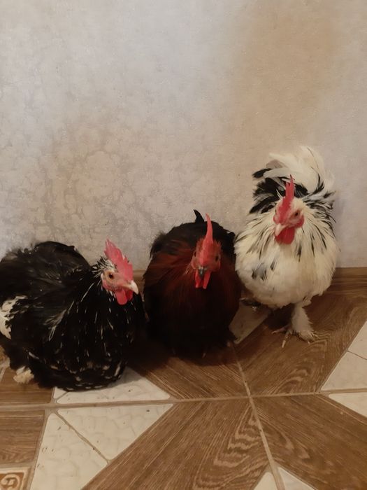 Кури декоративні