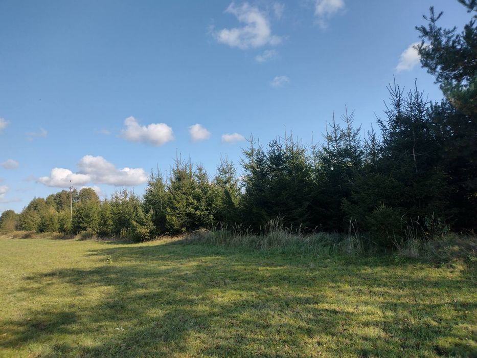 Oddam drzewo za darmo w zamian za wycinkie