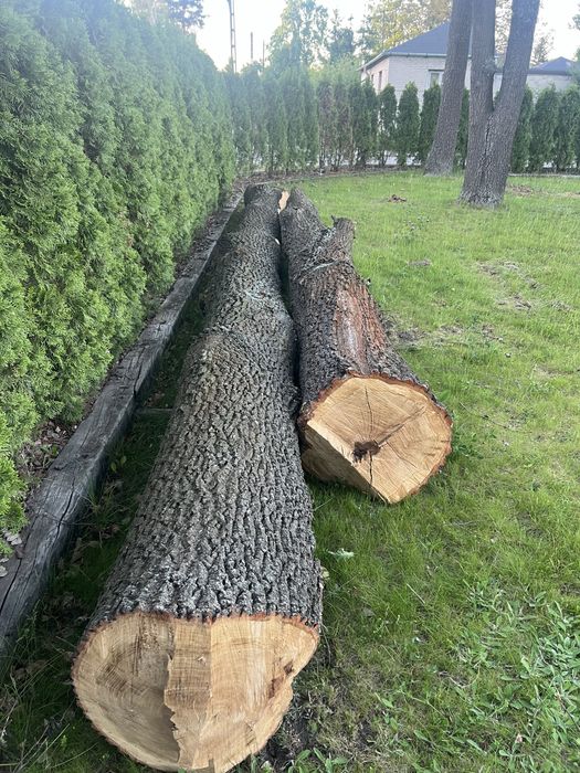 Sprzedam Dąb dłuzyca okolo 1,25m3