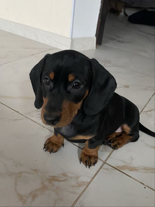 Чорно підпала такса. Дівчинка шукає сімʼю