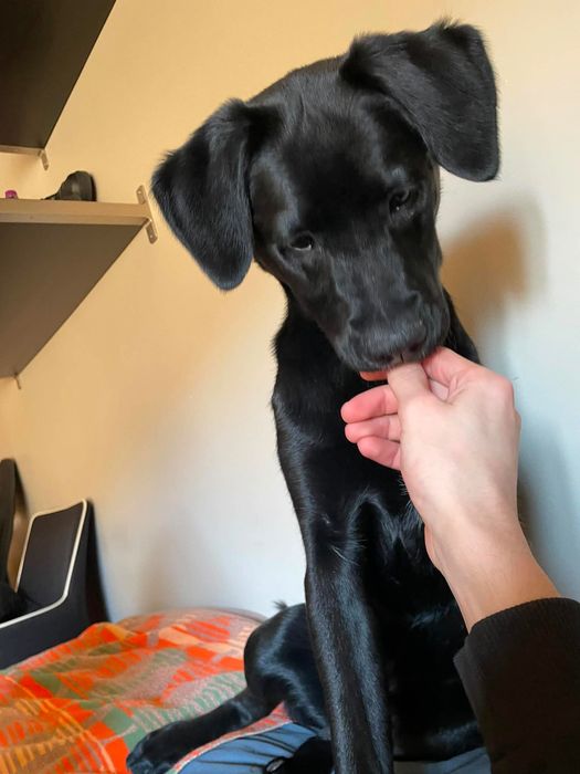 Labrador (adoção)