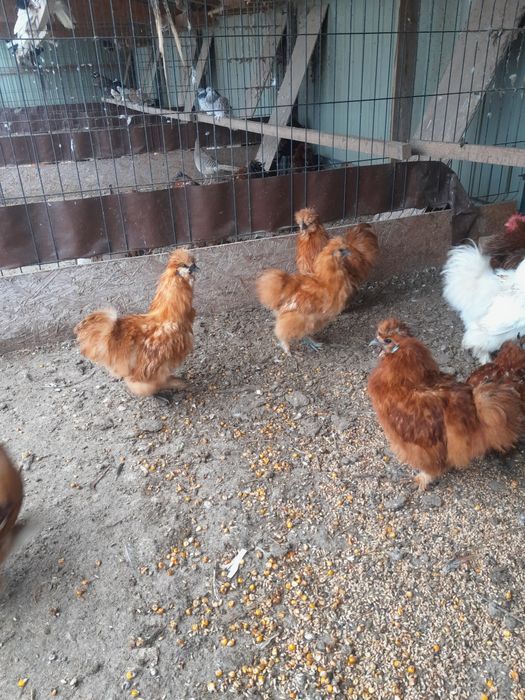 Silki koguty czerwone