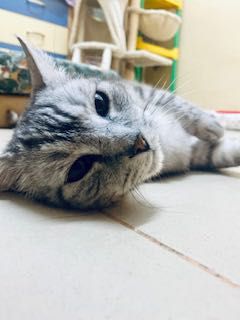 Dostojny kot ANTOŚ prosi o fajny dom dla siebie