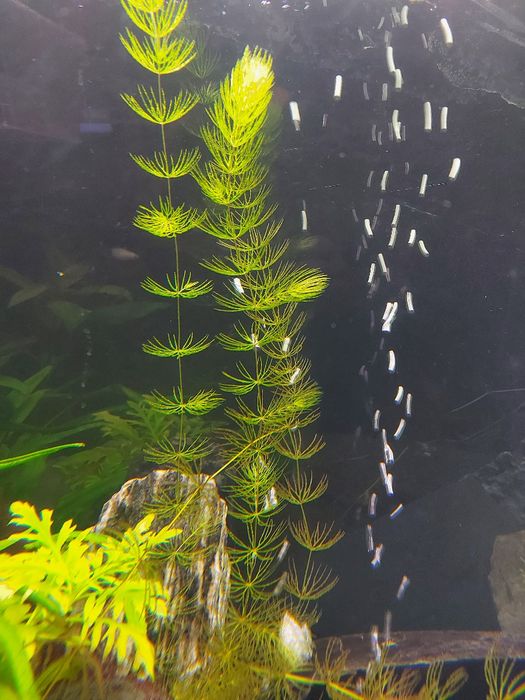 Rogatek sztywny do akwarium