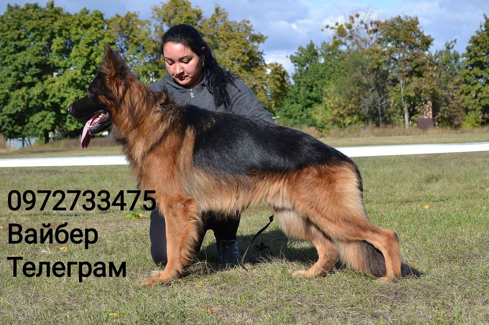 Титулованные кобели!!!