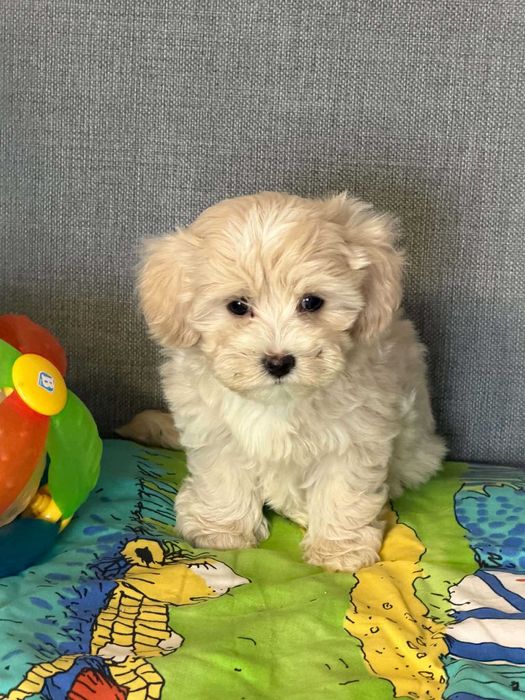 Maltipoo f1b-suczka