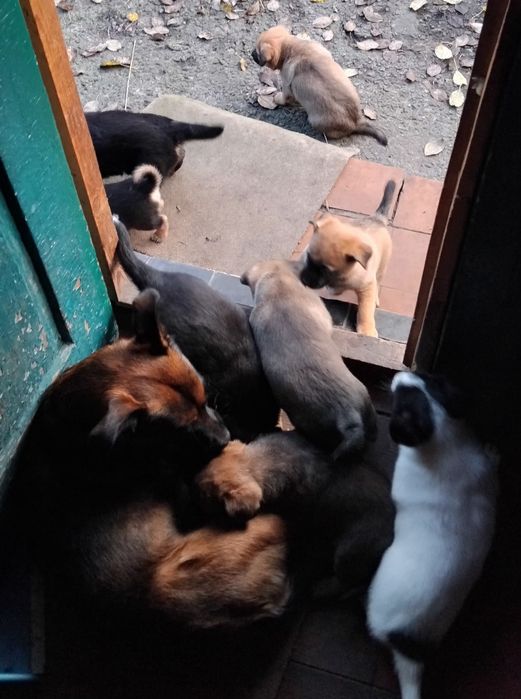 Цуценята в добрі руки