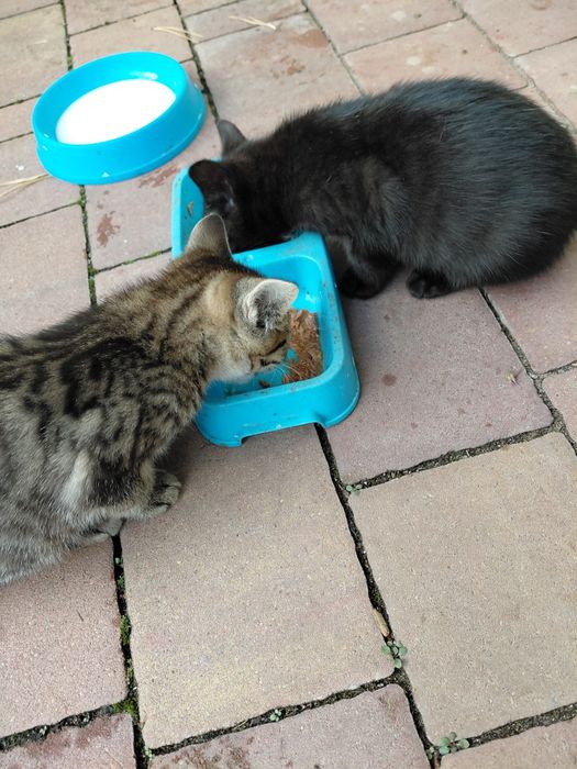 Oddam kotki w dobre ręce