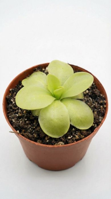 Pinguicula Tina, Жирянка Тіна