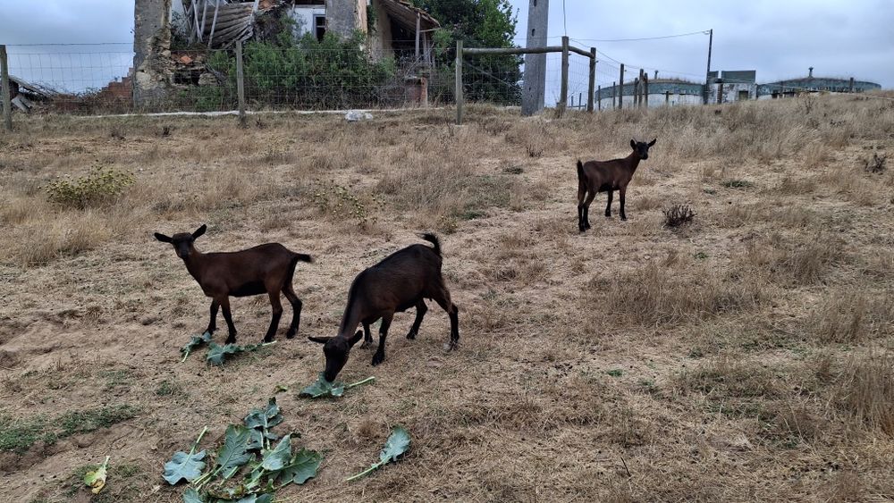Vendo cabras prenhes