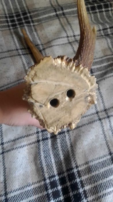 Рог оленя (использовался как вешалка для головных уборов)