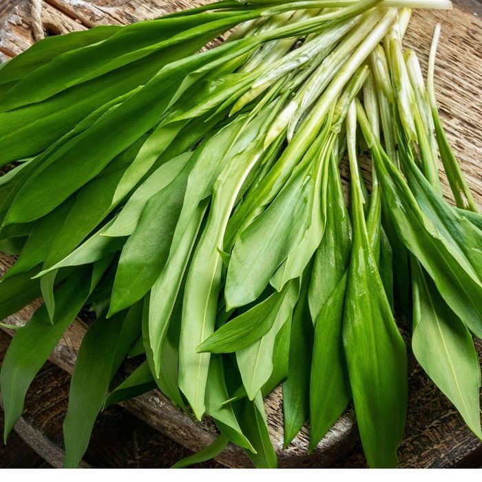 Codziennie zbierany Czosnek niedźwiedzi