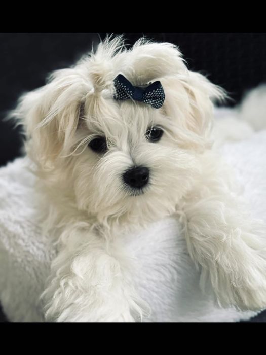 Maltańczyk szczeniaczek FCI