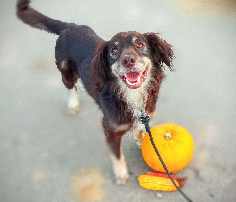 Piękny, spragniony człowieka psiak szuka domu