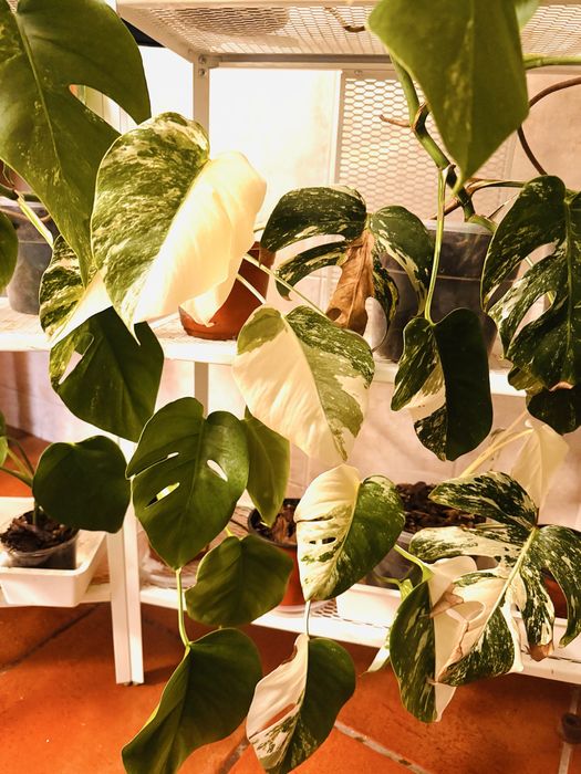Monstera Variegata Costela de Adão Variegated