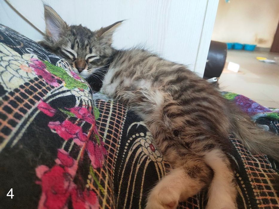 Дарую котика ^ ^