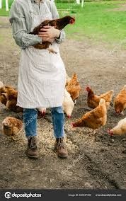 Кури несушки!  Тростянець! Доставка безкоштовна