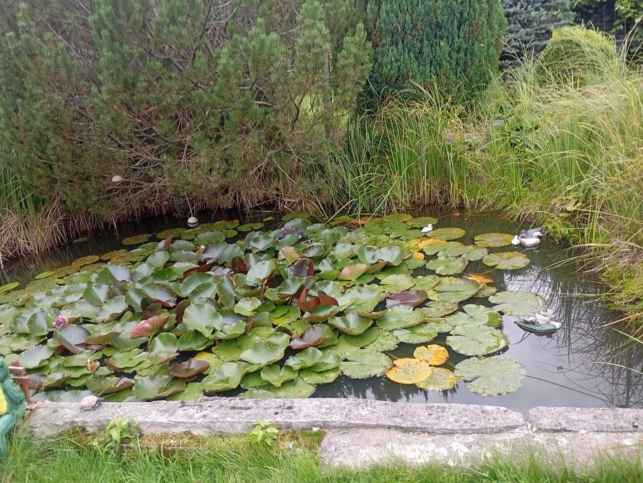 Domek letniskowy do wynajęcia na doby - Dominikowo