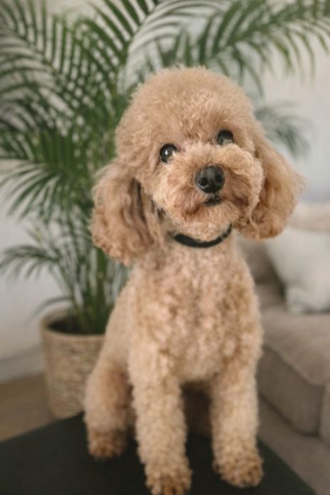 Pudel Toy dorosły piesek FCI