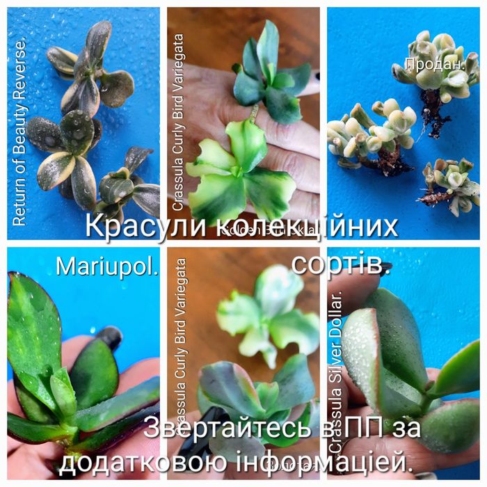Красули, товстянки, грошовi дерева, crassula.