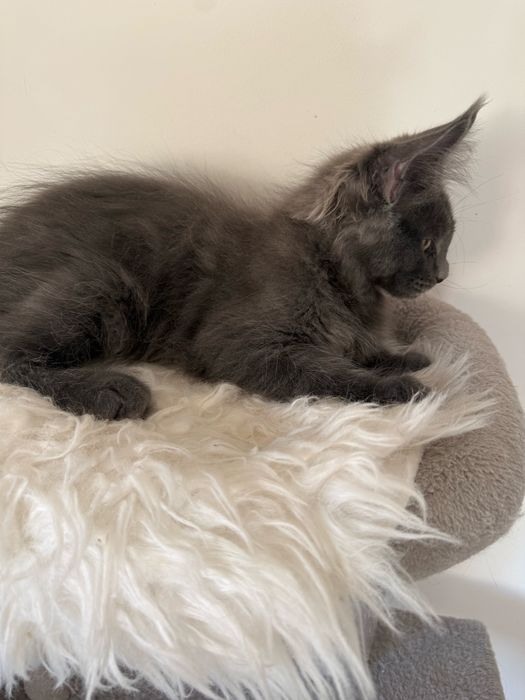Gatinha Maine Coon