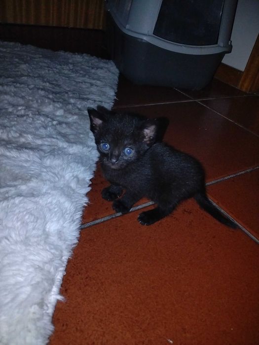 Gatos bebes um mês e meio