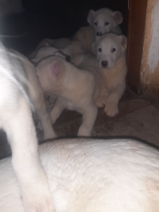 Тато Джоньо.Мама Стела.