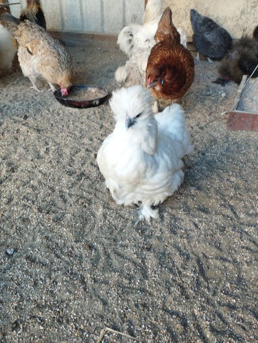 Pary silek satynowych i jedwabistych