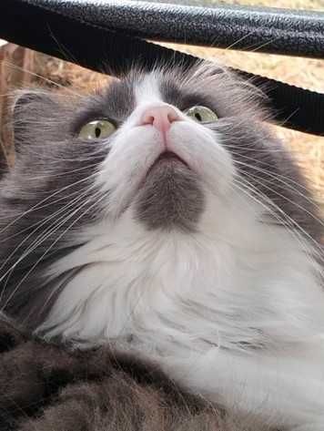 Зник котик, Стонік.