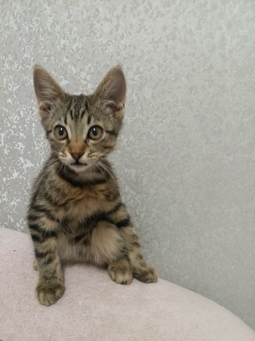 Віддам в добрі руки кошеня хлопчик 3 місяці