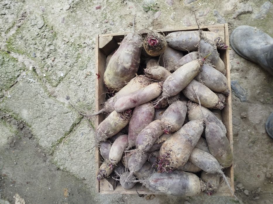 Burak ćwikłowy buraczki ćwikłowe