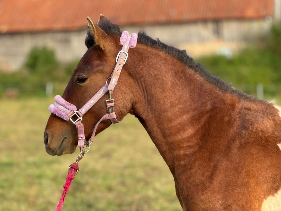 Ogierek 2 letni huculski doplatowy