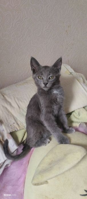 отдам в хорошие руки котенка