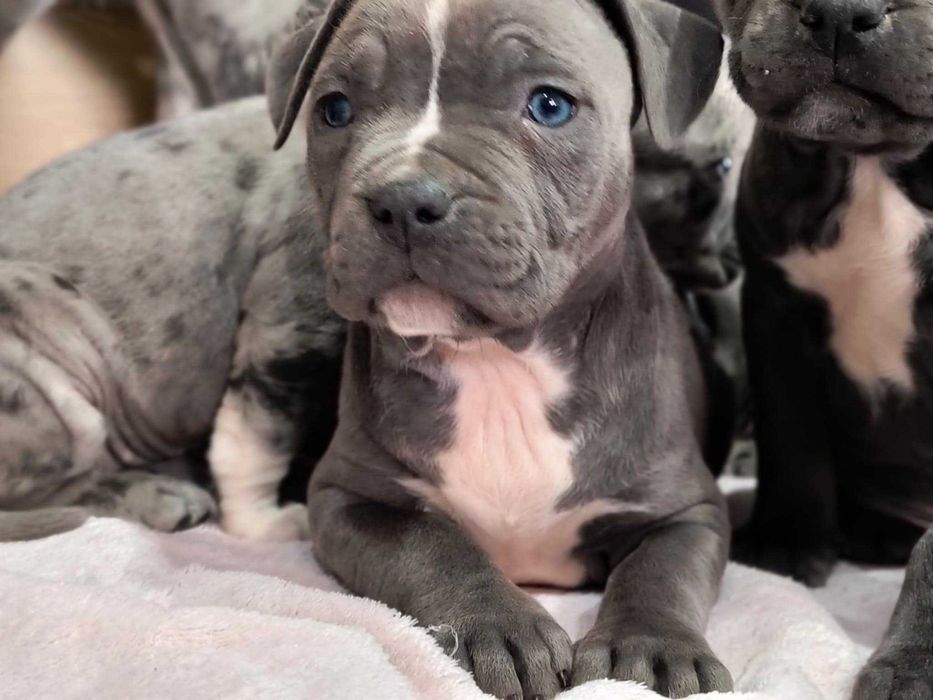 American Staforrd Terier merle gotowy na zmianę domu blu amstaff