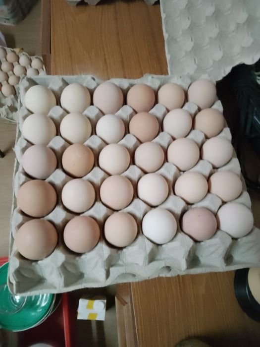 Jajka z przydomowej hodowli