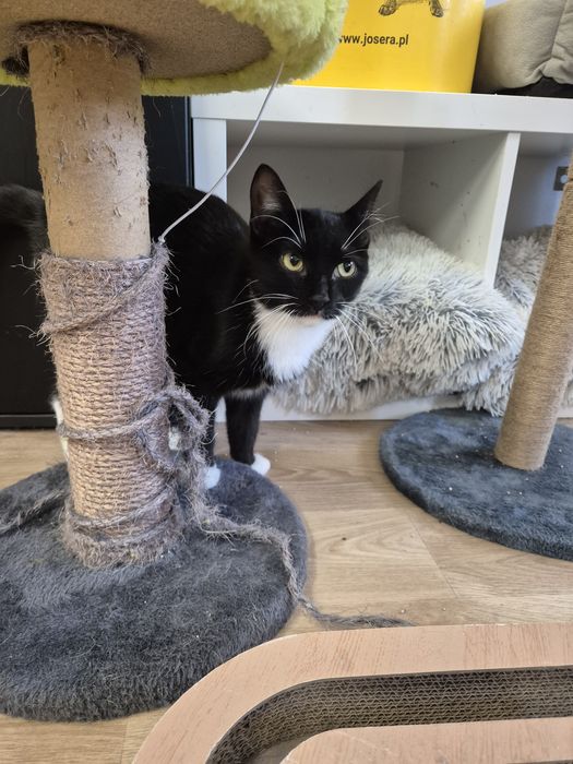 Kot, kotka, kociak GÓRKA