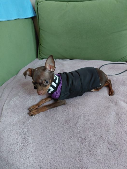 Щенок той-терьера (миник)