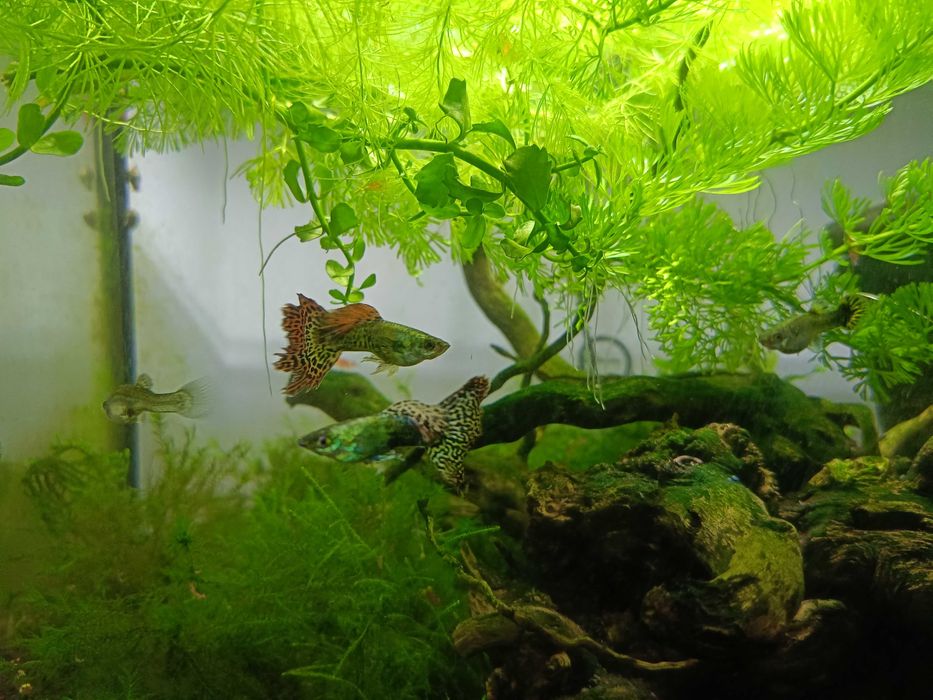 Gupiki Cobra Multikolor